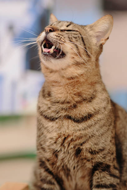 istock Cute tabby domestic cat 1088681370