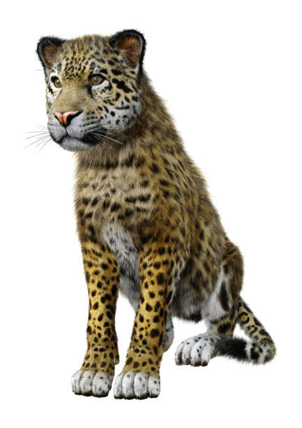 istock 3D illustration big cat jaguar on white 1088681388