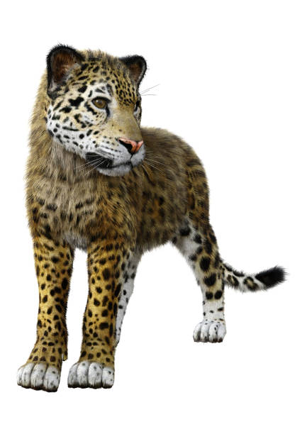 istock 3D illustration big cat jaguar on white 1088681390