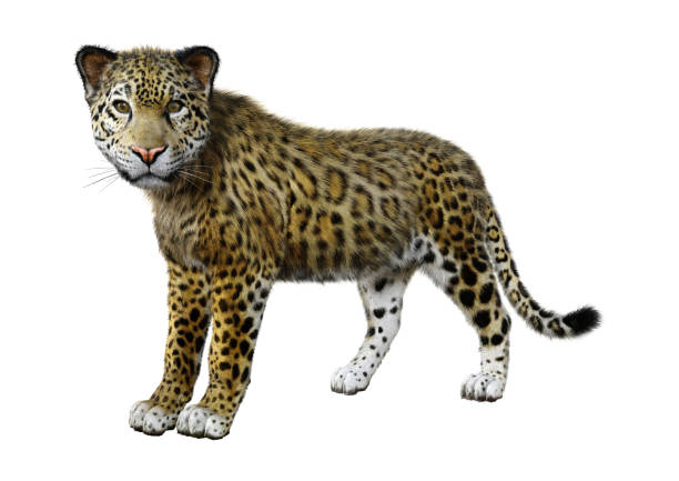istock 3D illustration big cat jaguar on white 1088681412