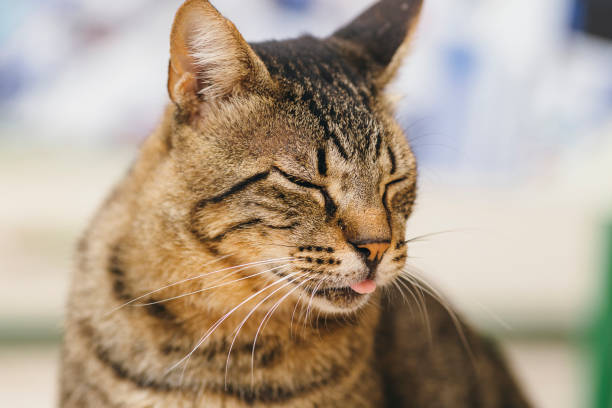 istock Cute tabby domestic cat 1088681428