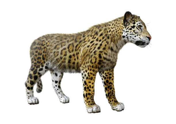 istock 3D illustration big cat jaguar on white 1088681434