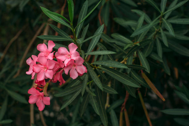pink oleander flowers stock photo