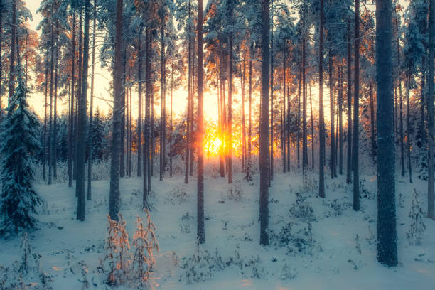 istock Sunset in snowy forest. Photo from Sotkamo, Finland. 1088683060