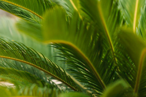 CLOSE-UP OF PALM LEAVES stock photo