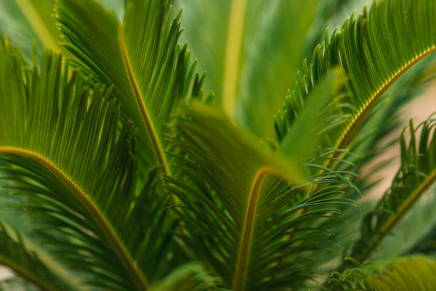 istock CLOSE-UP OF PALM LEAVES 1088683174