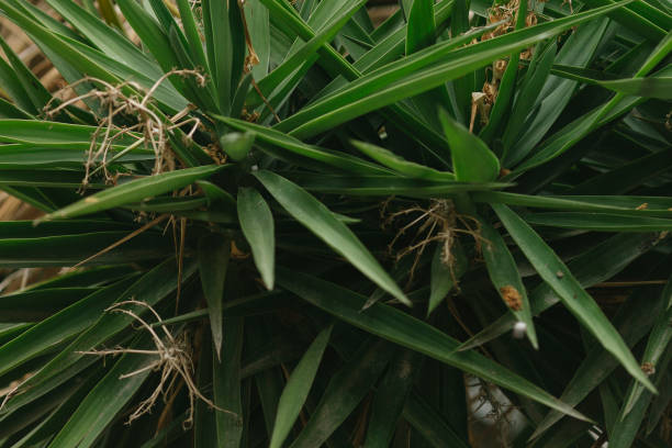 istock Saw palmetto (serenoa repens) plant 1088683246