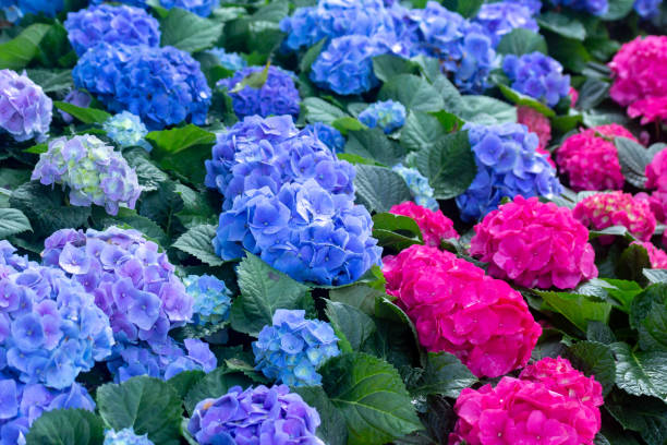istock Blue and Pink Hydrangeas flowers in the garden 1088683454