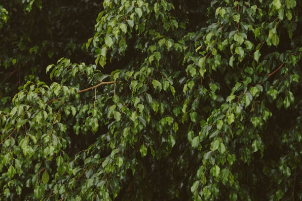 istock Plants with green leaves background 1088683576