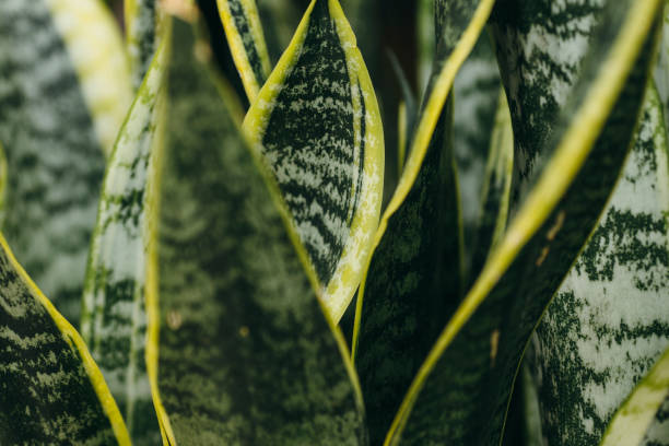 Variegated tropical leaves pattern of snake plant or mother-in-law's tongue (Sansevieria trifasciata 'Laurentii') and aloe succulent plant on dark nature background stock photo