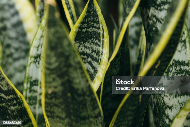 Variegated Tropical Leaves Pattern Of Snake Plant Or Motherinlaws Tongue And Aloe Succulent Plant On Dark Nature Background Stock Photo - Download Image Now