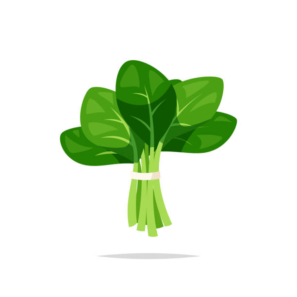 ilustrações de stock, clip art, desenhos animados e ícones de spinach vegetable vector isolated - espinafres