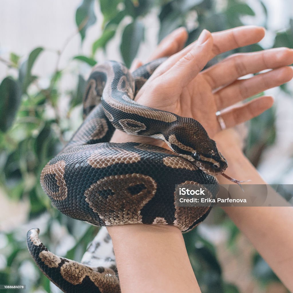 serpent sur place - Photo de Adulte libre de droits