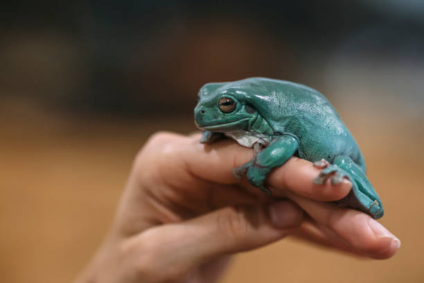 istock European Tree frog, Hyla arborea, close-up 1088684140