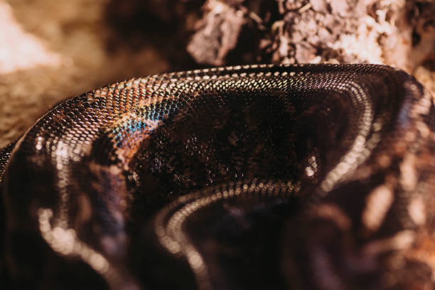 glitter snake skin