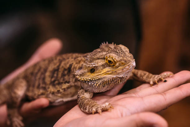 manos del dragón barbudo - mascota exótica fotografías e imágenes de stock