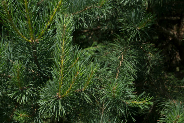 istock green needles of the coniferous tree texture 1088685718