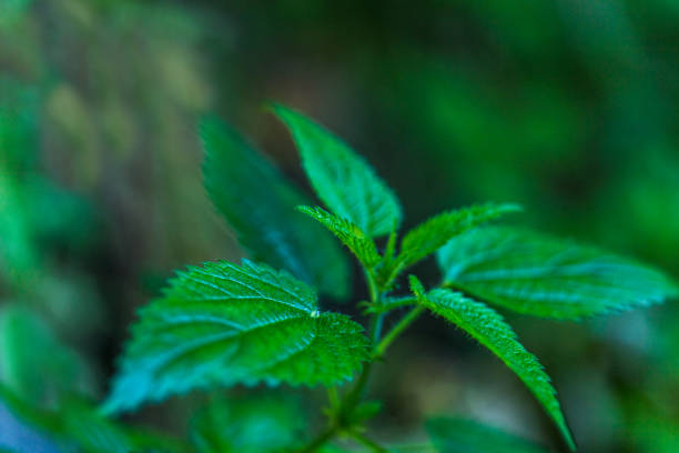 Leaves of  therapeutic green nettle. Alternative medicine. Ethnoscience.