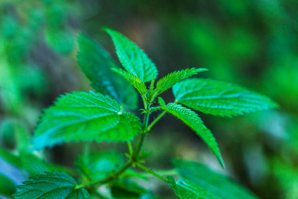 istock Leaves of green nettle. Alternative medicine. Ethnoscience. 1088686574