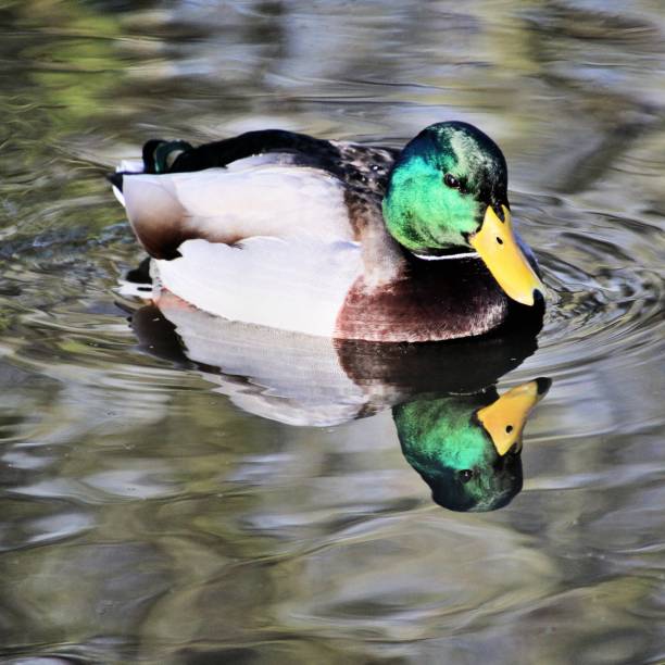 istock A picture of a Mallard Duck 1088687716