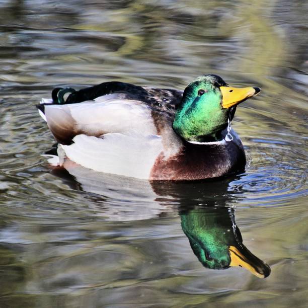 istock A picture of a Mallard Duck 1088687722
