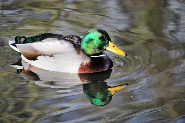 istock A picture of a Mallard Duck 1088687732