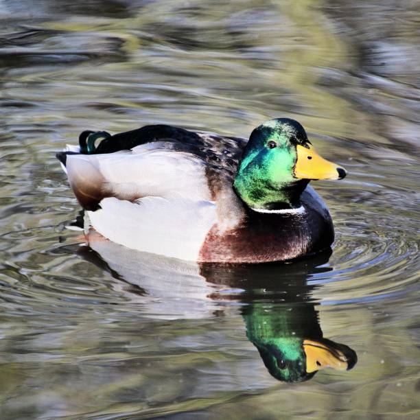 istock A picture of a Mallard Duck 1088687742