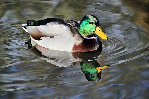 A picture of a Mallard Duck