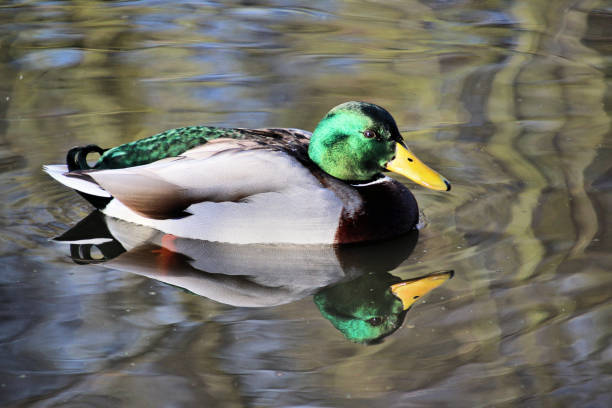 istock A picture of a Mallard Duck 1088687764