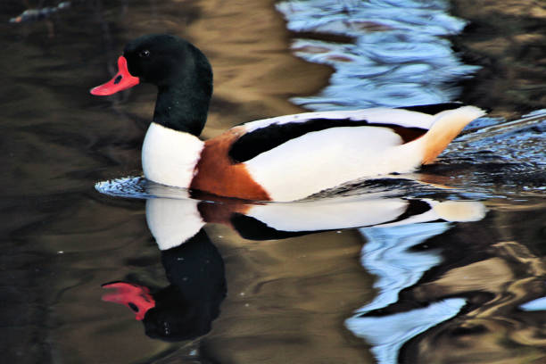 istock A picture of a Shelduck 1088687812