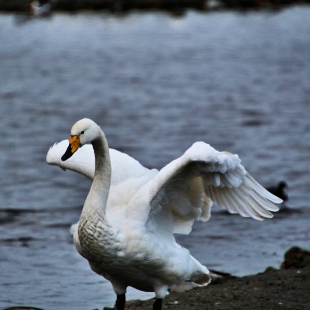 istock A picture of some Whooper Swans 1088688288