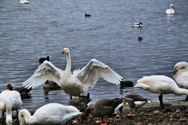 istock A picture of some Whooper Swans 1088688314