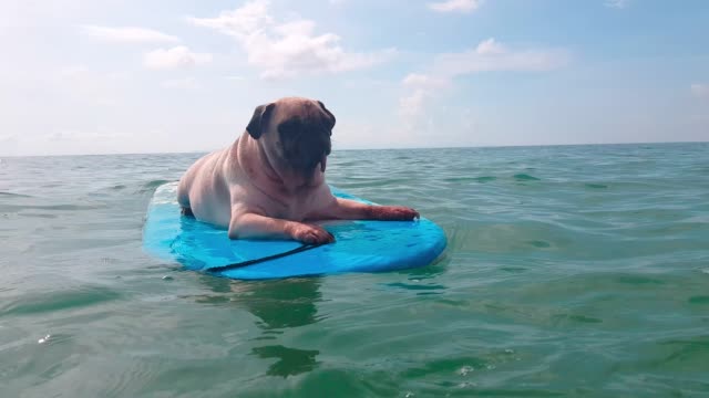 Cute pug dog surfing on a surfboard resting at the ocean shore