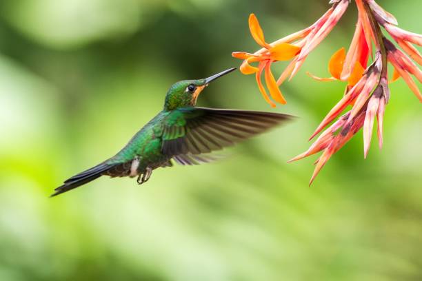 Green-crowned Brilliant, Heliodoxa jacula, hovering next to orange flower, bird from mountain tropical forest, Waterfall Gardens La Paz, Costa Rica, beautiful hummingbird sucking nectar from blossom stock photo