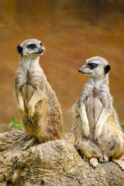 istock Two funny suricats on surveillance 1088696312