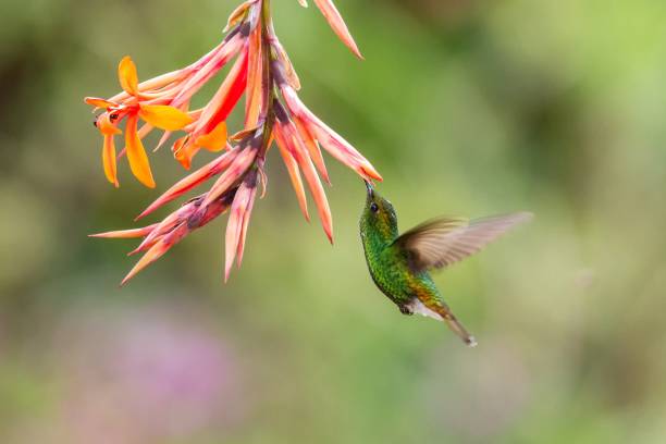 istock Coppery-headed Emerald, Elvira cupreiceps, hovering next to orange flower, bird from mountain tropical forest, Waterfall Gardens La Paz, Costa Rica, beautiful hummingbird sucking nectar from blossom 1088697340