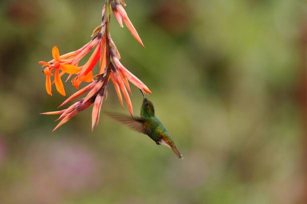 istock Coppery-headed Emerald, Elvira cupreiceps, hovering next to orange flower, bird from mountain tropical forest, Waterfall Gardens La Paz, Costa Rica, beautiful hummingbird sucking nectar from blossom 1088697352