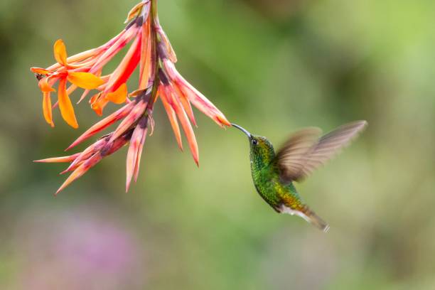 istock Coppery-headed Emerald, Elvira cupreiceps, hovering next to orange flower, bird from mountain tropical forest, Waterfall Gardens La Paz, Costa Rica, beautiful hummingbird sucking nectar from blossom 1088697356
