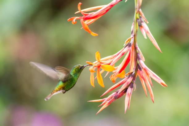 Coppery-headed Emerald, Elvira cupreiceps, hovering next to orange flower, bird from mountain tropical forest, Waterfall Gardens La Paz, Costa Rica, beautiful hummingbird sucking nectar from blossom stock photo