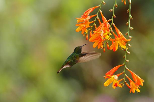 istock Coppery-headed Emerald, Elvira cupreiceps, hovering next to orange flower, bird from mountain tropical forest, Waterfall Gardens La Paz, Costa Rica, beautiful hummingbird sucking nectar from blossom 1088698396