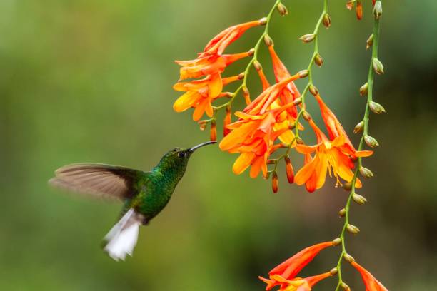 istock Coppery-headed Emerald, Elvira cupreiceps, hovering next to orange flower, bird from mountain tropical forest, Waterfall Gardens La Paz, Costa Rica, beautiful hummingbird sucking nectar from blossom 1088698422