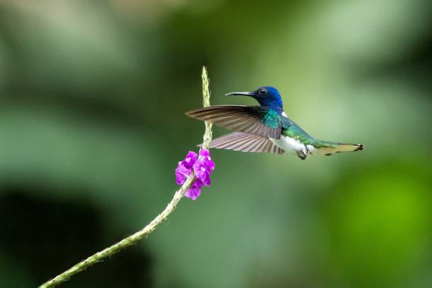 White-necked Jacobin, Florisuga mellivora hovering next to violet flower in garden, bird from mountain tropical forest, Costa Rica, natural habitat, beautiful hummingbird, wildlife, nature, flying gem, clear background stock photo