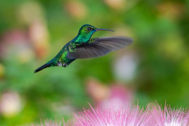 istock Male Blue-chinned Sapphire hummingbird 1088698812