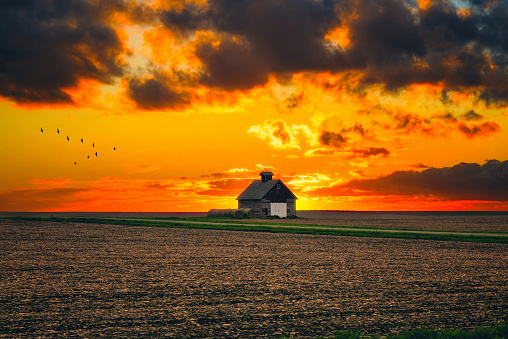 One rural barn in the middle of field landscape on the sunset and the stormy sky background.