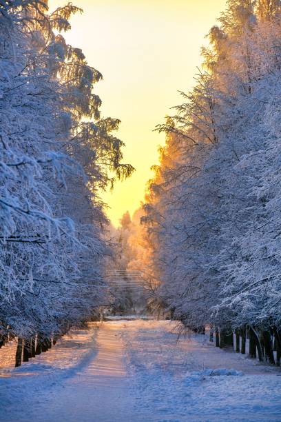 istock Alley in winter park in evening 1088701412