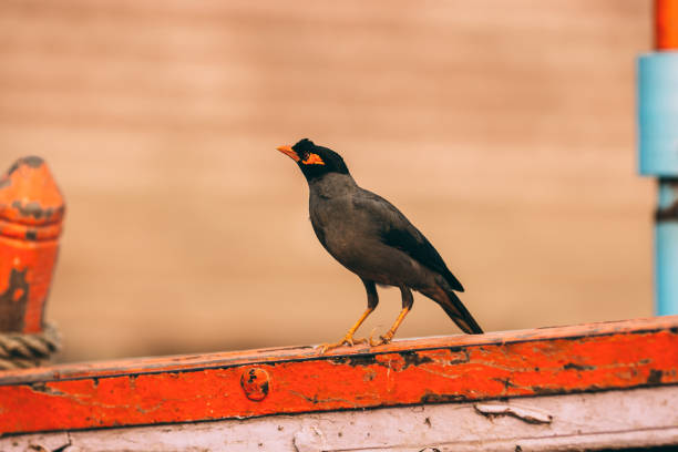 schönen myna vogel auf einem farbigen unscharfen hintergrund in varanasi, indien - ochre sea star stock-fotos und bilder