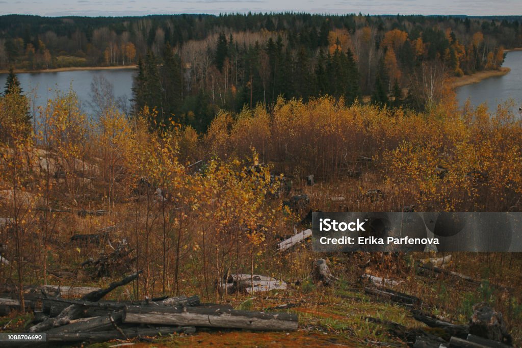 Golden autumn by the lake forest in Karelia Afar Triangle Stock Photo