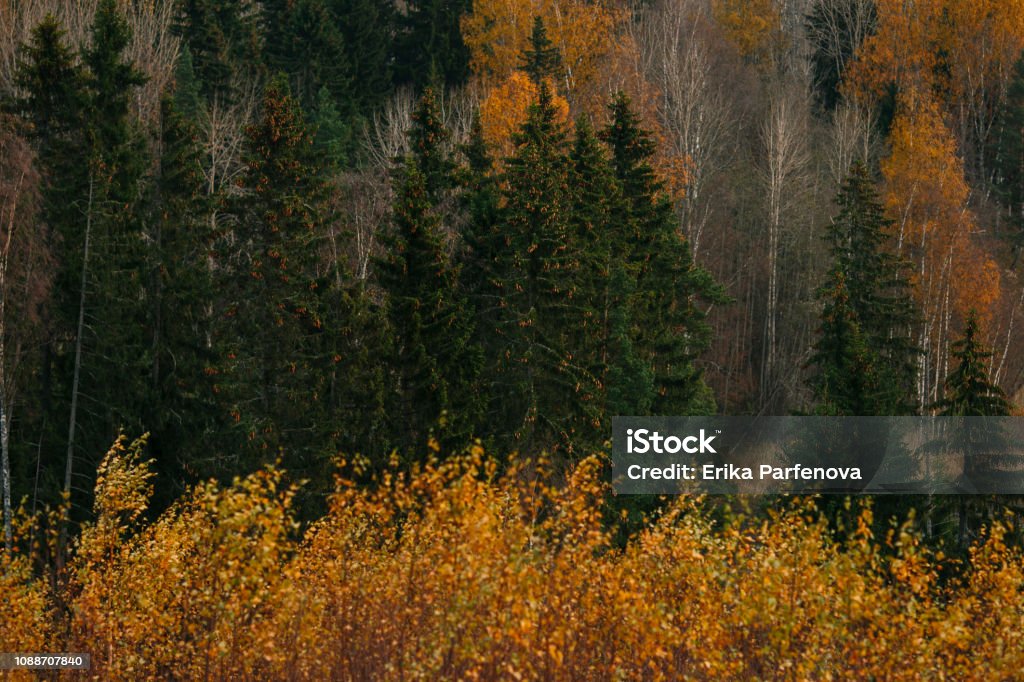 Golden autumn Russia, Autumn, North Karelia - Finland, Republic of Karelia - Russia, Sky Autumn Stock Photo