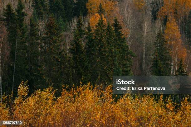 Golden Autumn Stock Photo - Download Image Now - Autumn, Camping, Environment