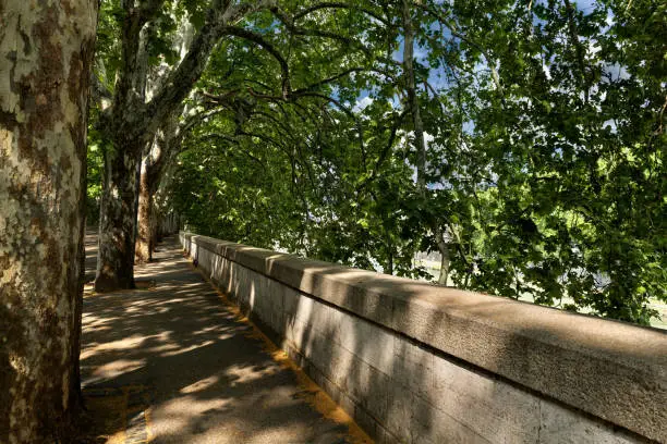 Rome, Italy, May 7, 2018: On the embankment of the Tiber River in Rome, hidden under the plane-trees.
